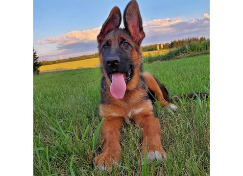 product image for Ahornblatt - German Shepherd Breeder Ontario, German Shepherd Breeder GTA, German Shepherd Puppies for sale
